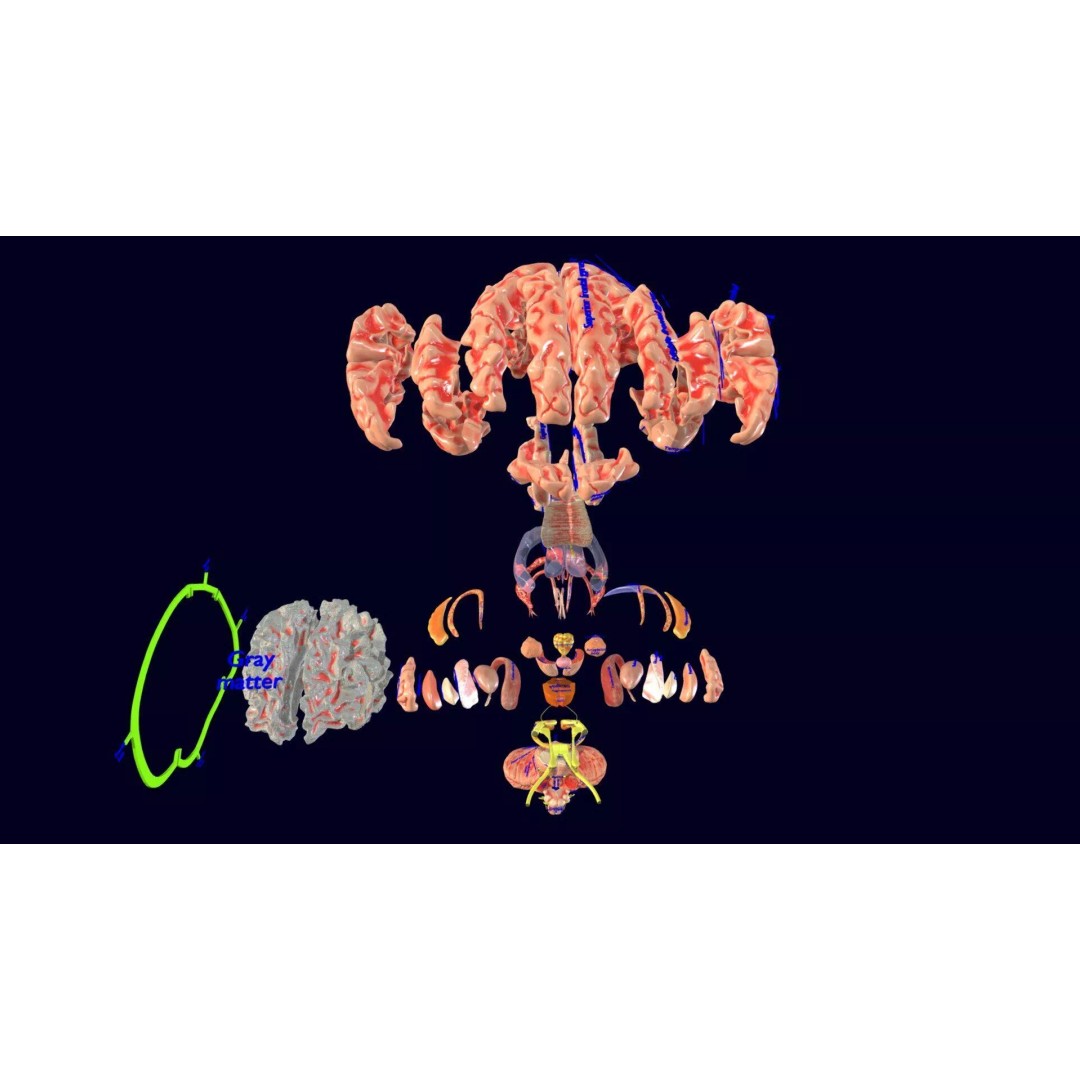 Central Nervous System 3D Model – Detailed Brain Anatomy, PBR Textures - View 42