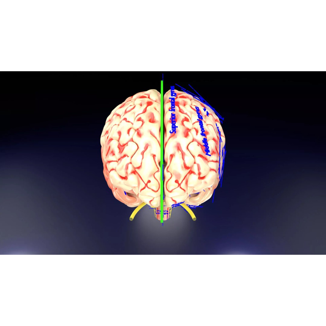 Central Nervous System 3D Model – Detailed Brain Anatomy, PBR Textures - View 45