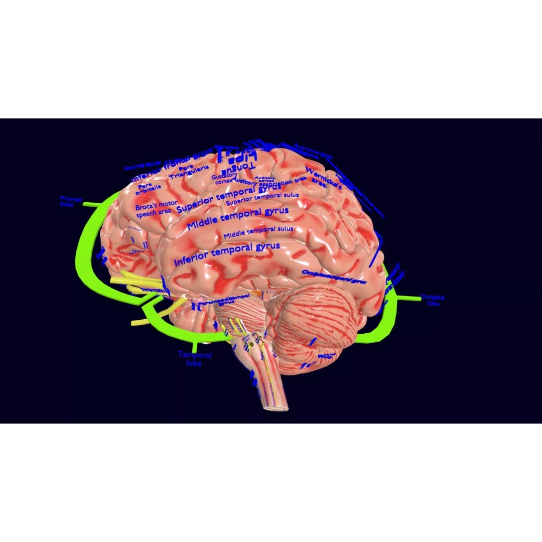 Central Nervous System 3D Model – Detailed Brain Anatomy, PBR Textures - View 46