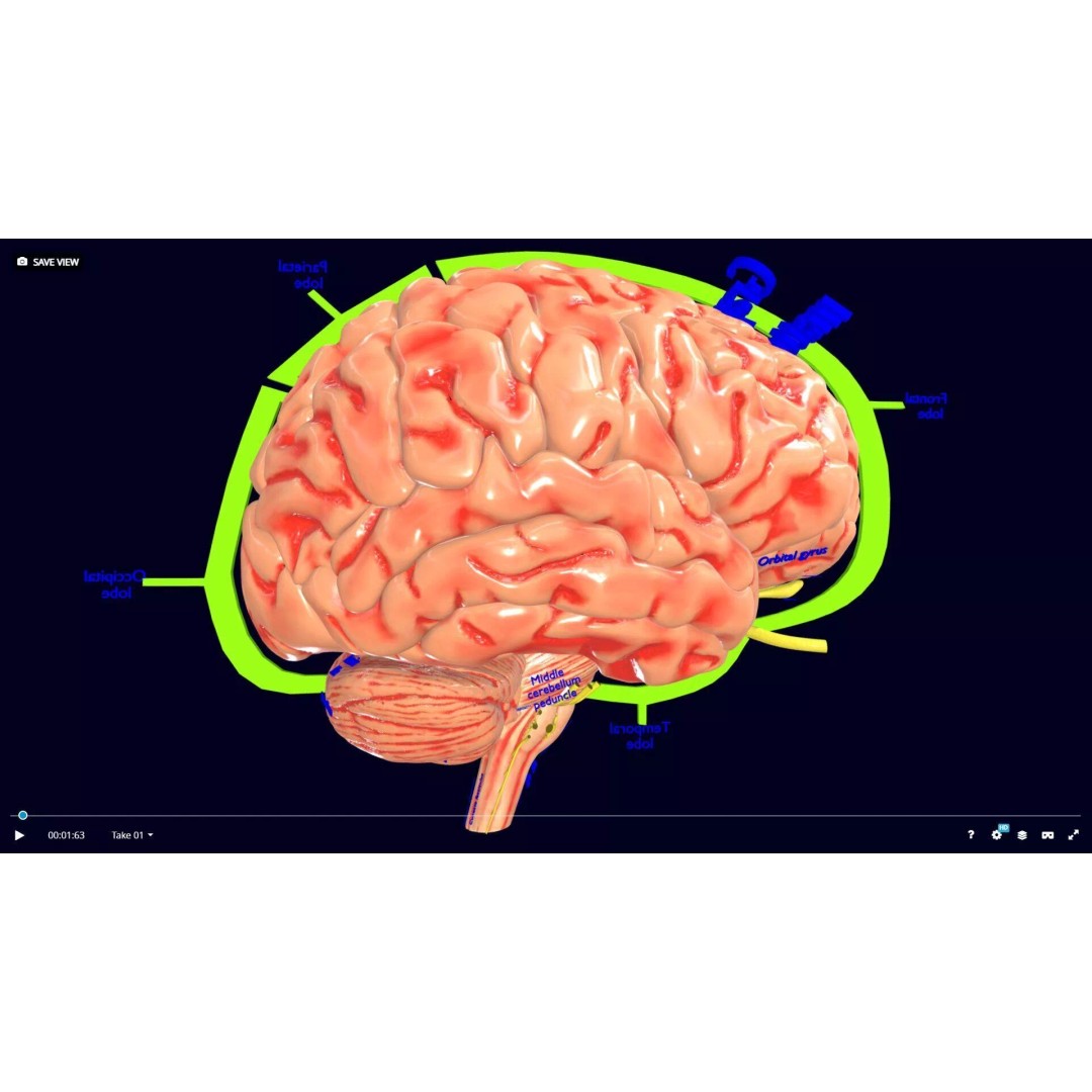 Central Nervous System 3D Model – Detailed Brain Anatomy, PBR Textures - View 48