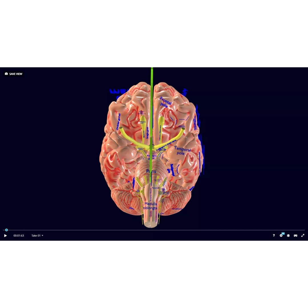 Central Nervous System 3D Model – Detailed Brain Anatomy, PBR Textures - View 49