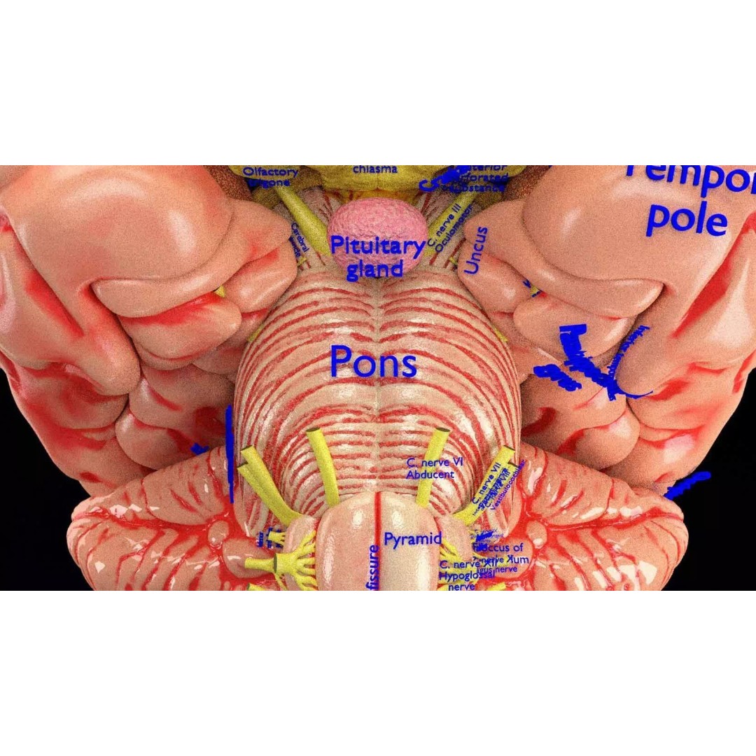 Central Nervous System 3D Model – Detailed Brain Anatomy, PBR Textures - View 5