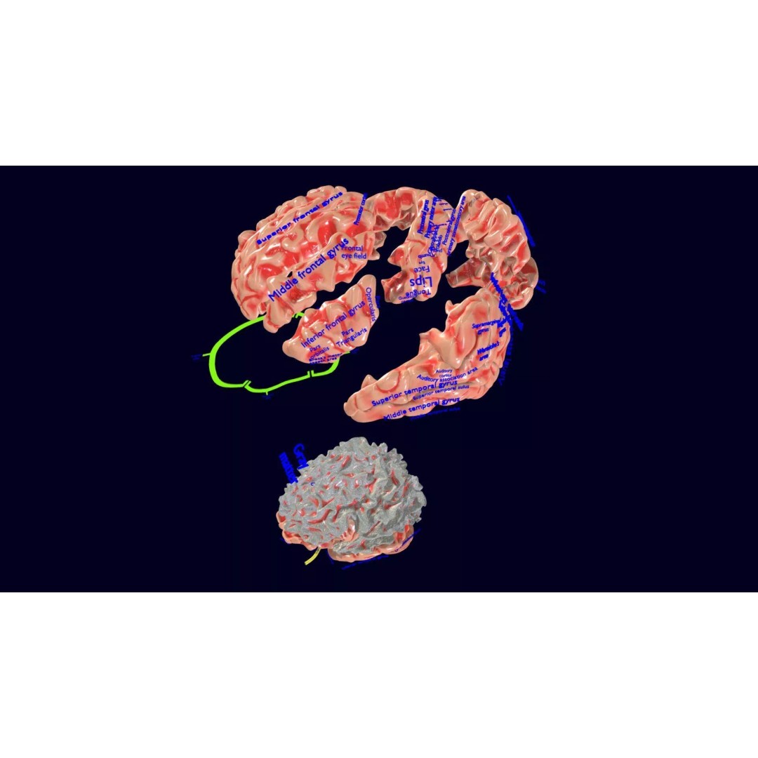 Central Nervous System 3D Model – Detailed Brain Anatomy, PBR Textures - View 50