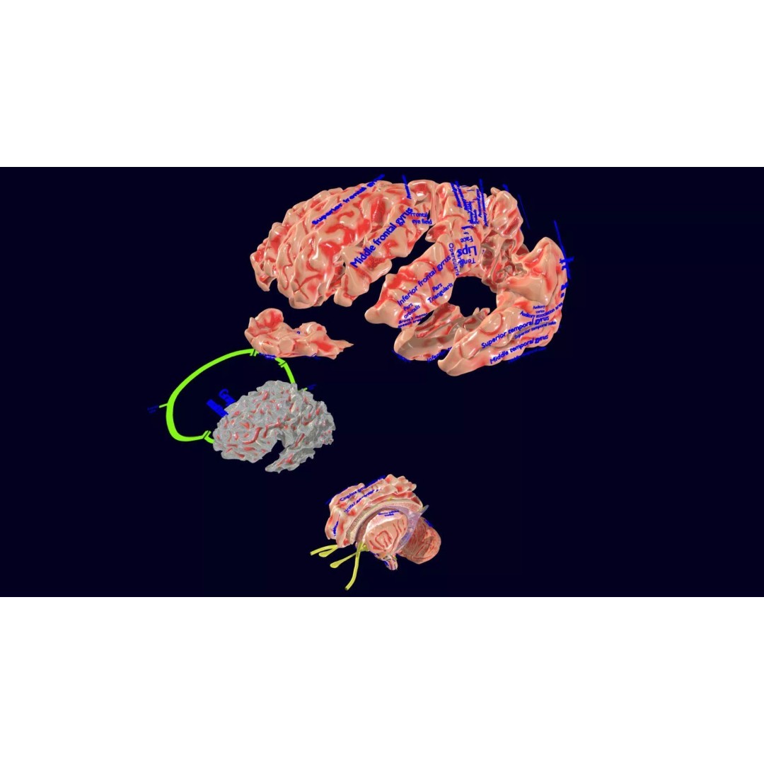 Central Nervous System 3D Model – Detailed Brain Anatomy, PBR Textures - View 51