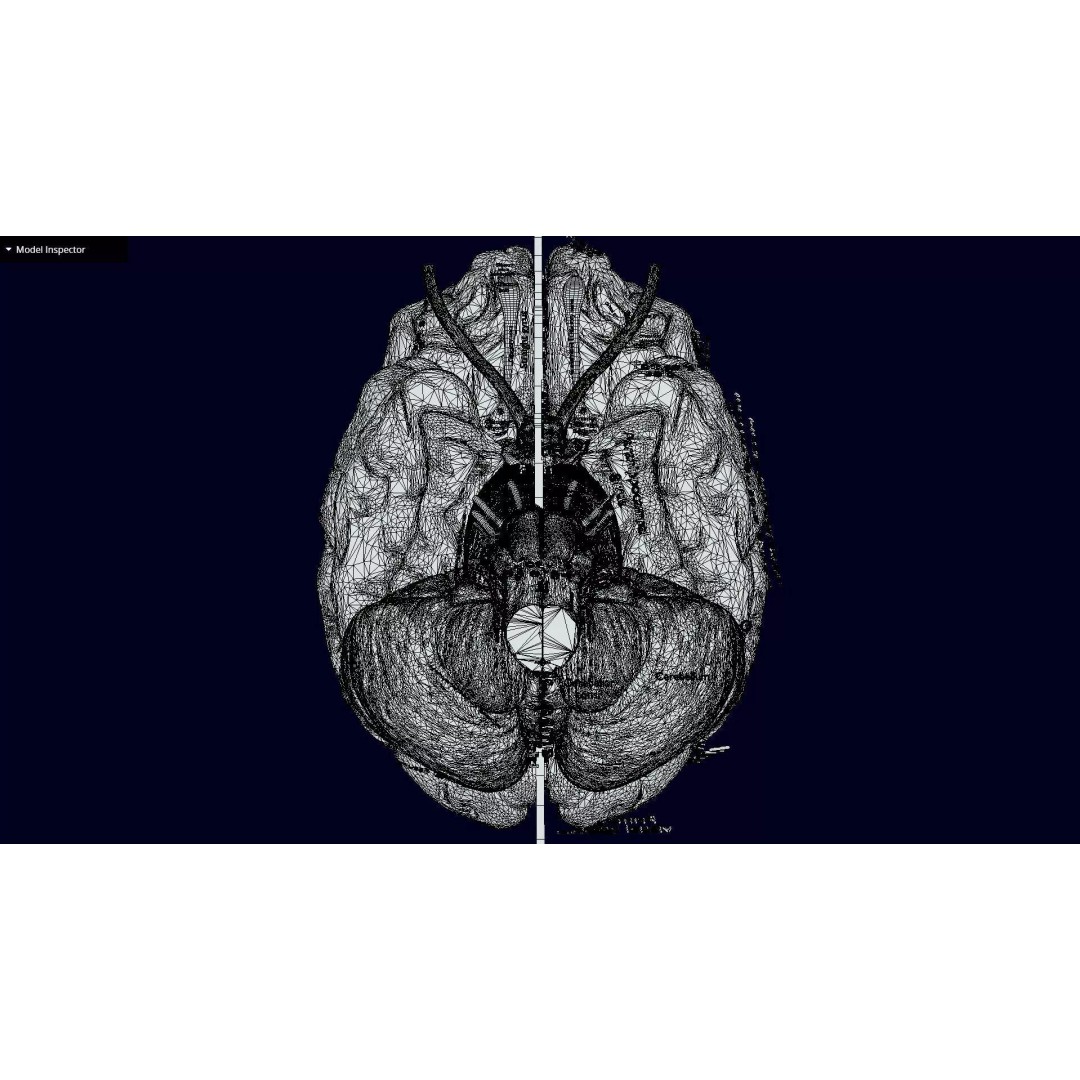 Central Nervous System 3D Model – Detailed Brain Anatomy, PBR Textures - View 53