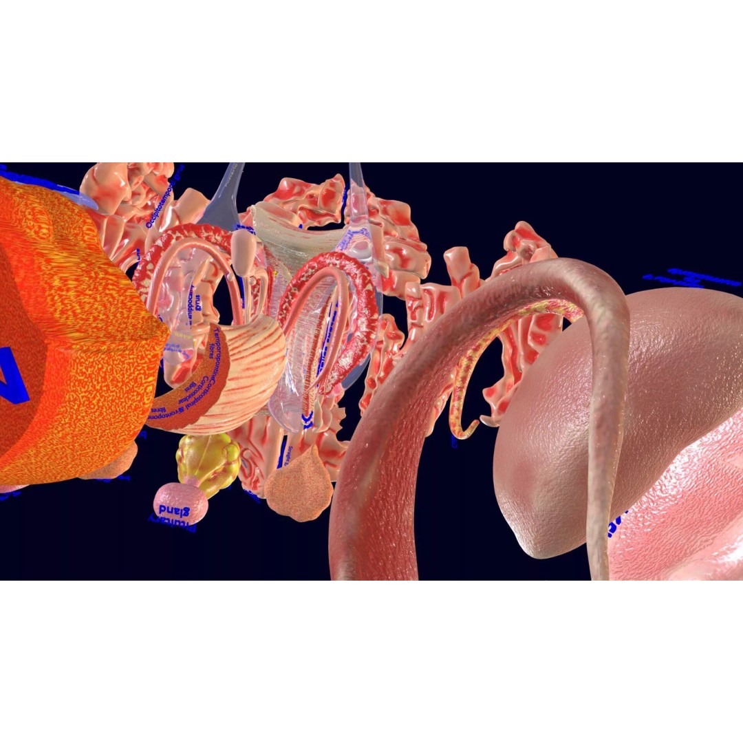 Central Nervous System 3D Model – Detailed Brain Anatomy, PBR Textures - View 54