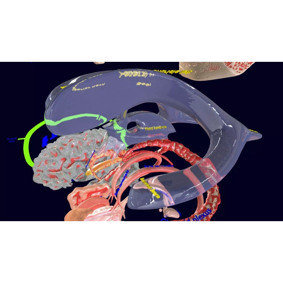 Central Nervous System 3D Model – Detailed Brain Anatomy, PBR Textures - View 55