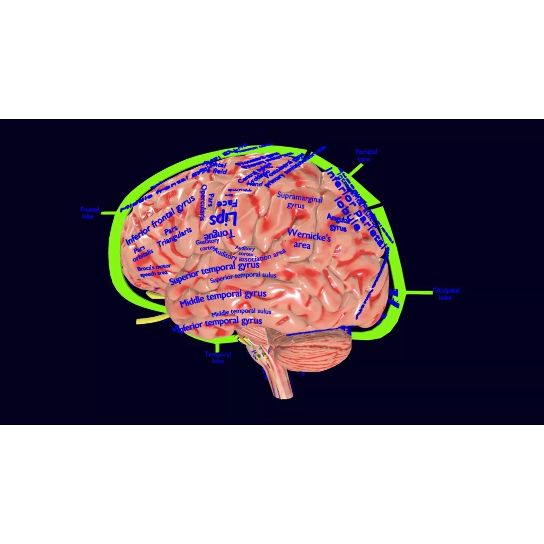 Central Nervous System 3D Model – Detailed Brain Anatomy, PBR Textures - View 56