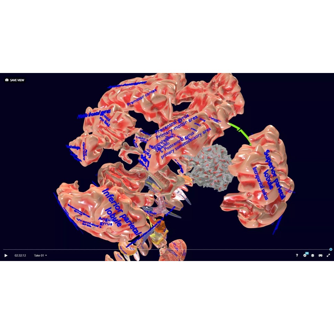 Central Nervous System 3D Model – Detailed Brain Anatomy, PBR Textures - View 57