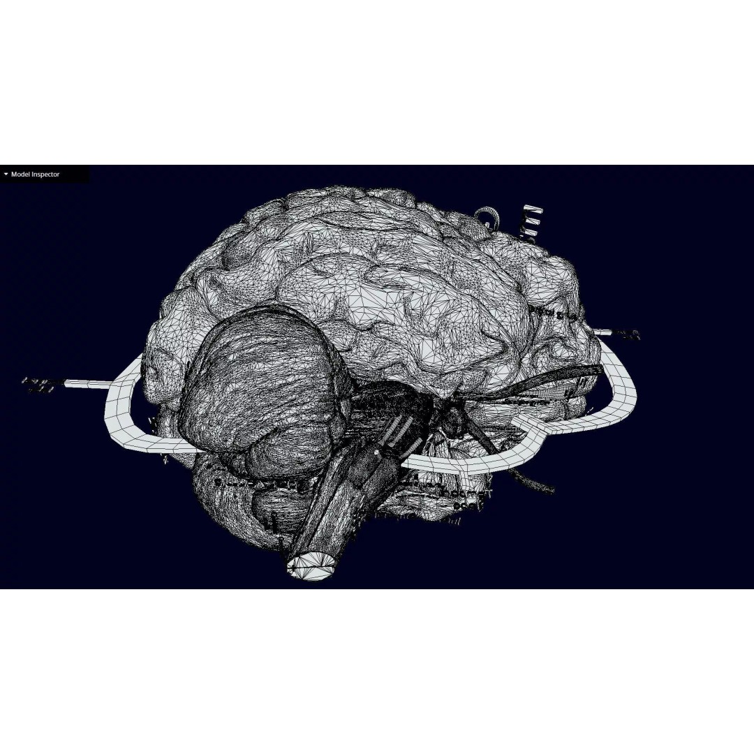 Central Nervous System 3D Model – Detailed Brain Anatomy, PBR Textures - View 58