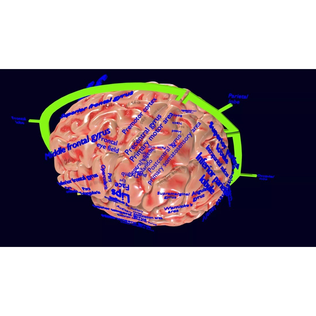 Central Nervous System 3D Model – Detailed Brain Anatomy, PBR Textures - View 59