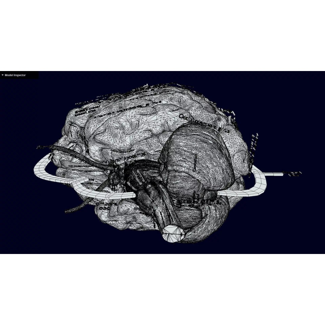 Central Nervous System 3D Model – Detailed Brain Anatomy, PBR Textures - View 60