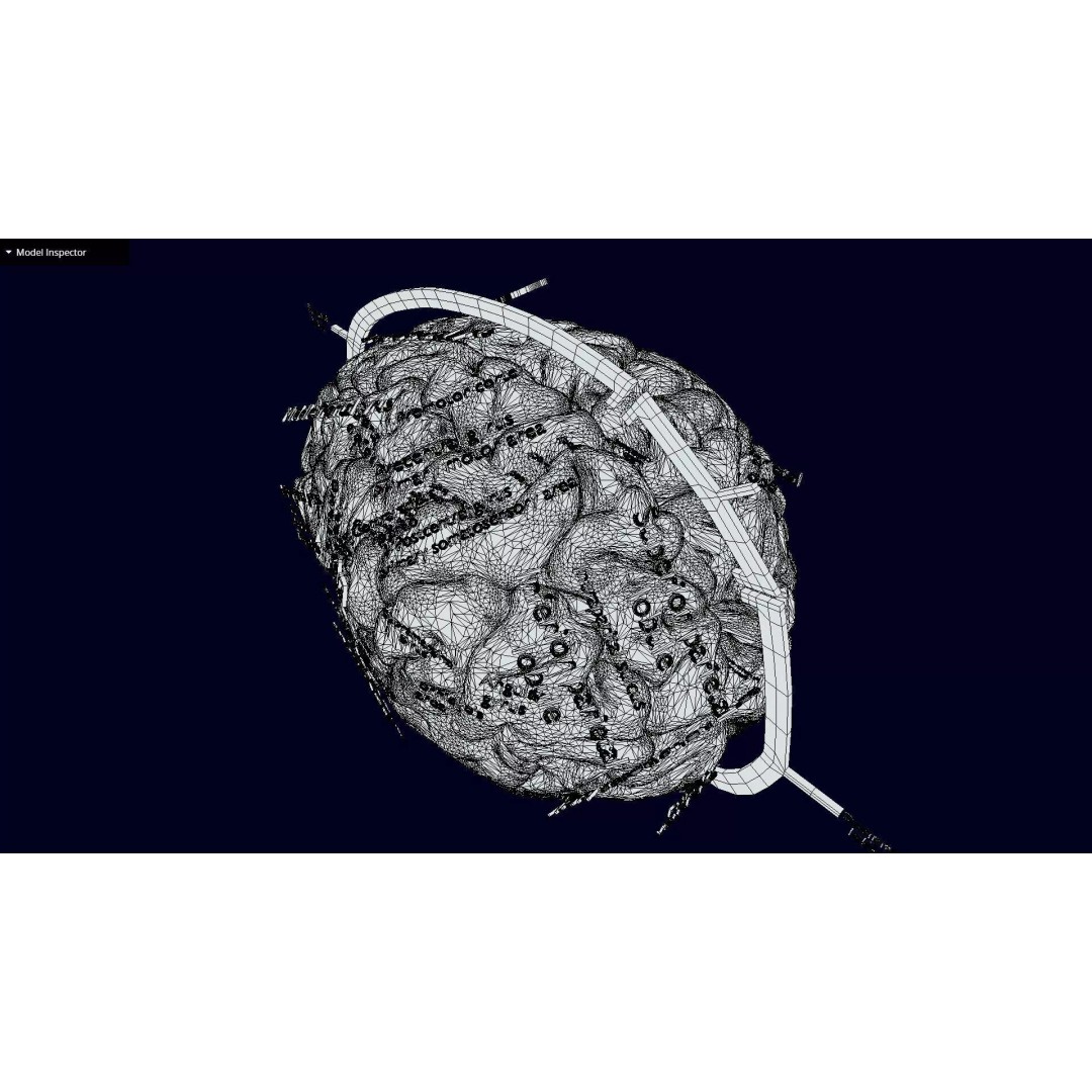 Central Nervous System 3D Model – Detailed Brain Anatomy, PBR Textures - View 62