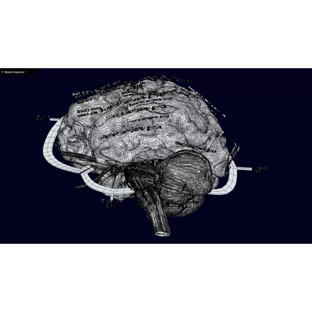 Central Nervous System 3D Model – Detailed Brain Anatomy, PBR Textures - View 63