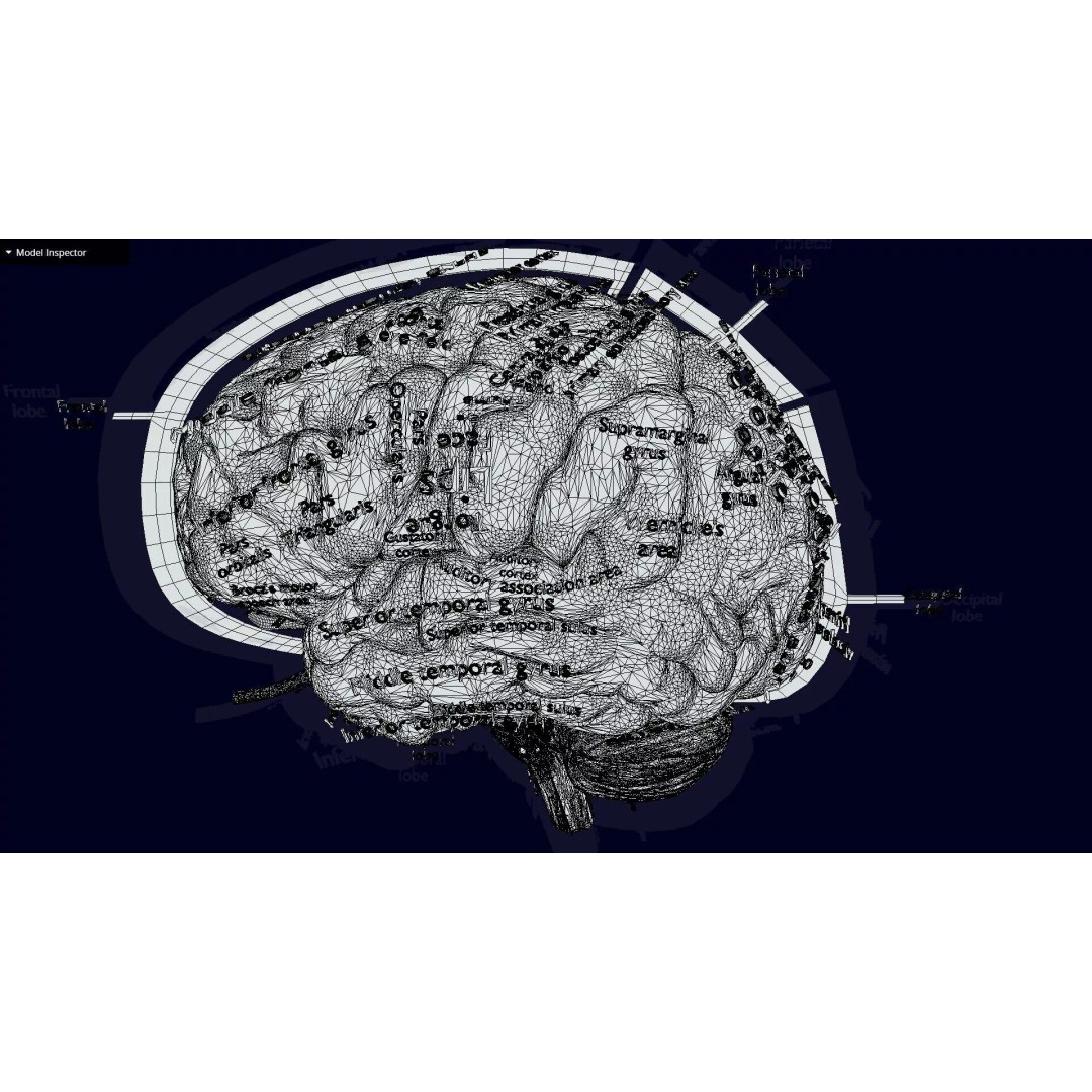 Central Nervous System 3D Model – Detailed Brain Anatomy, PBR Textures - View 64