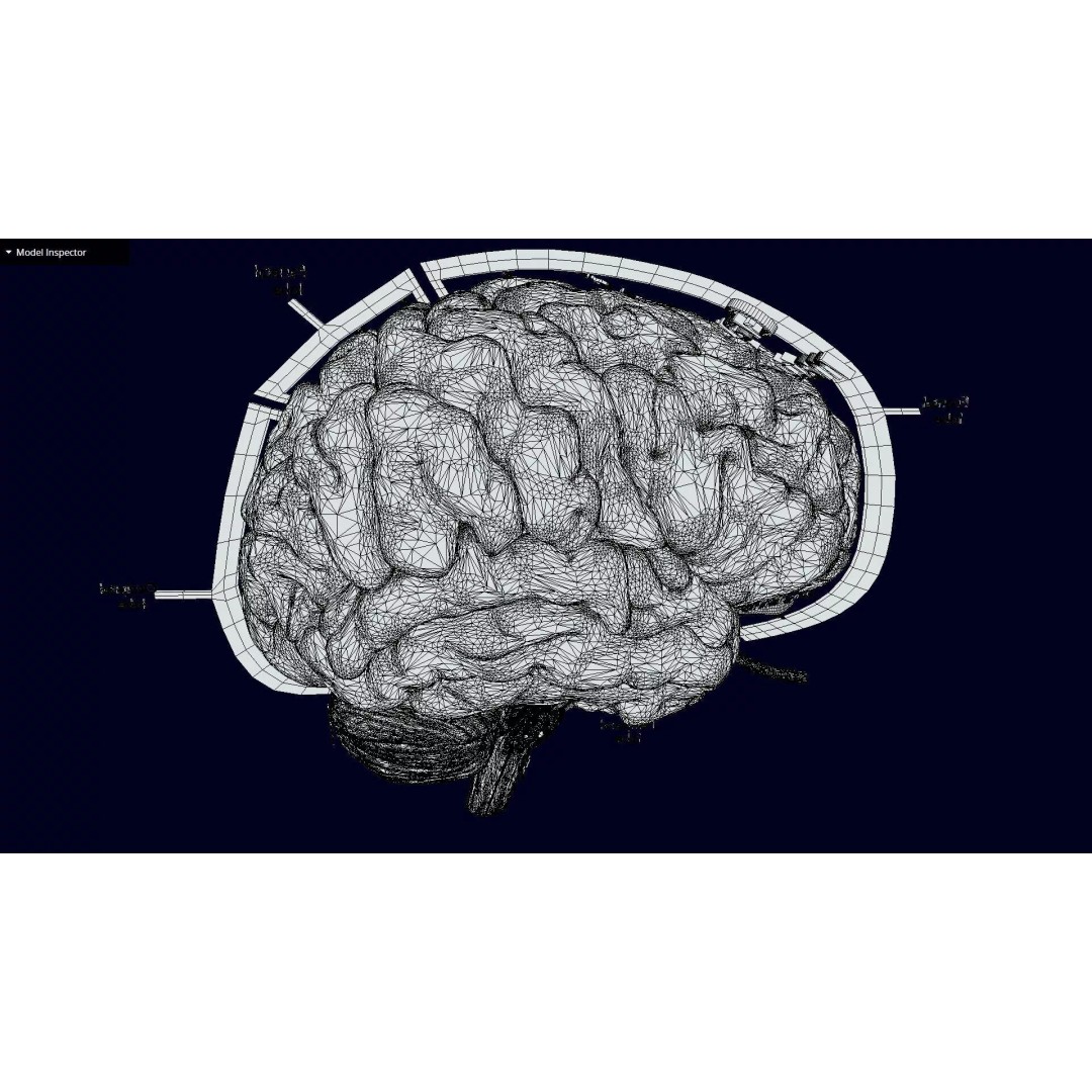 Central Nervous System 3D Model – Detailed Brain Anatomy, PBR Textures - View 65