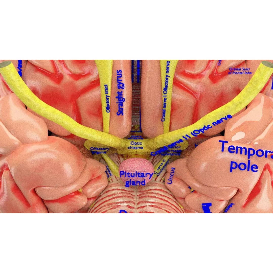 Central Nervous System 3D Model – Detailed Brain Anatomy, PBR Textures - View 7