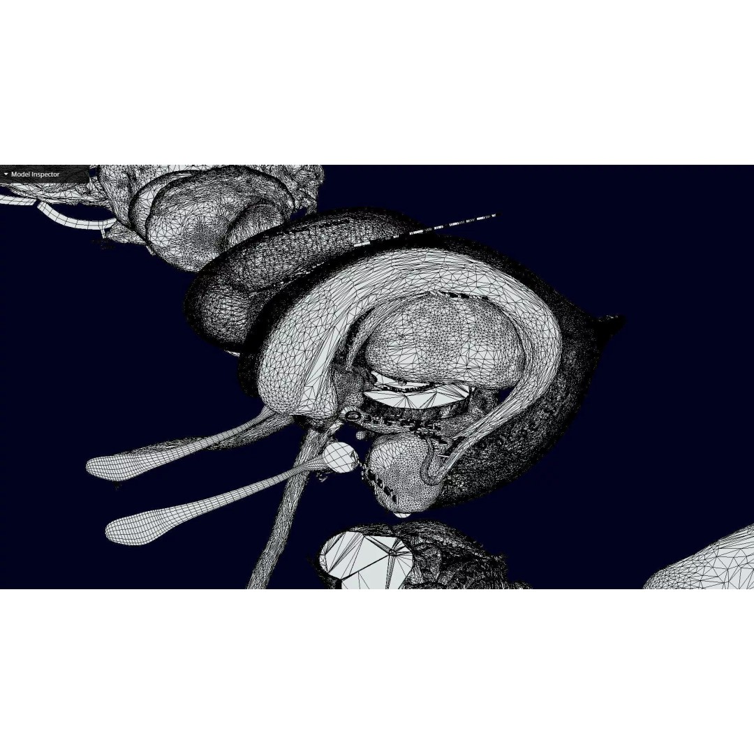 Central Nervous System 3D Model – Detailed Brain Anatomy, PBR Textures - View 70