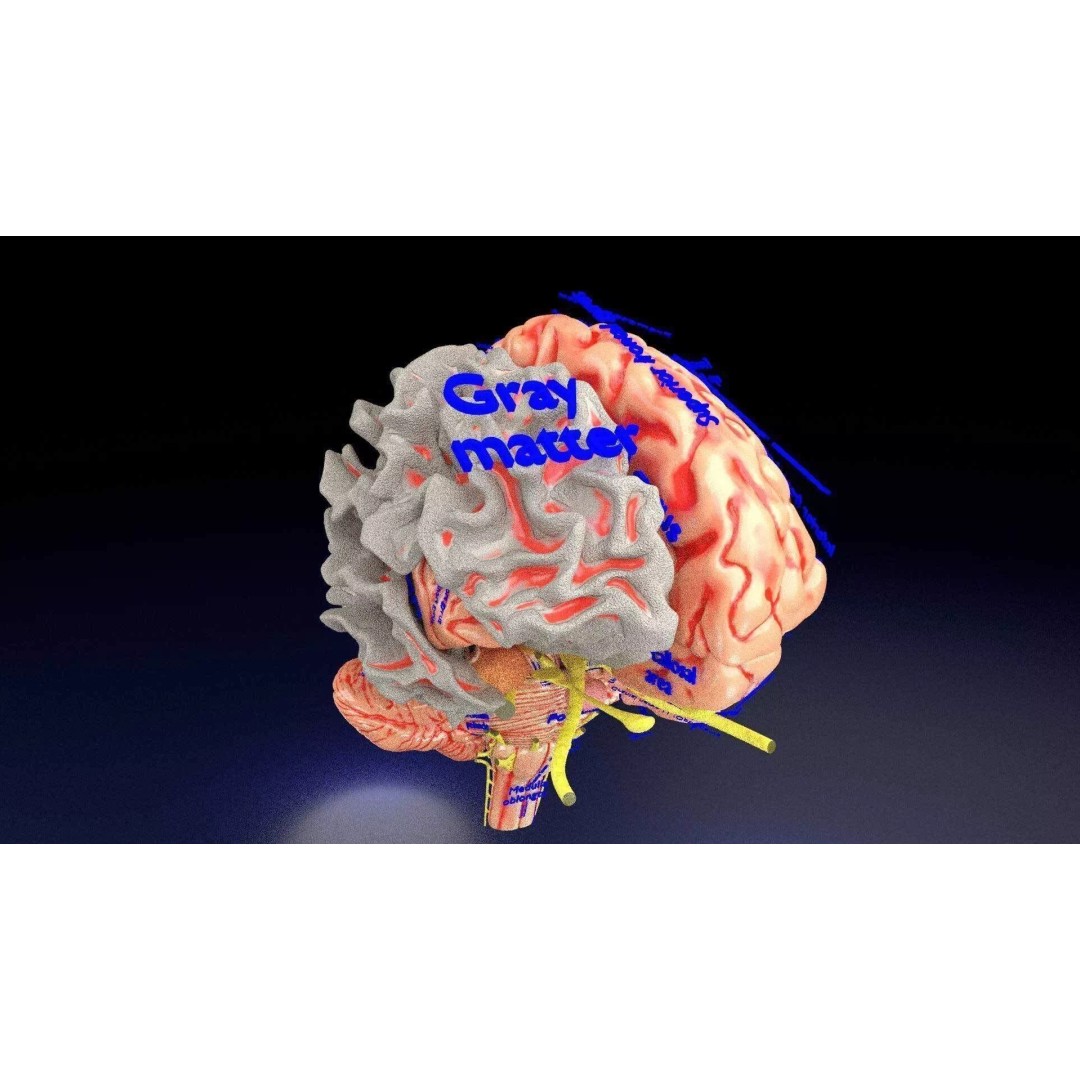 Central Nervous System 3D Model – Detailed Brain Anatomy, PBR Textures - View 71