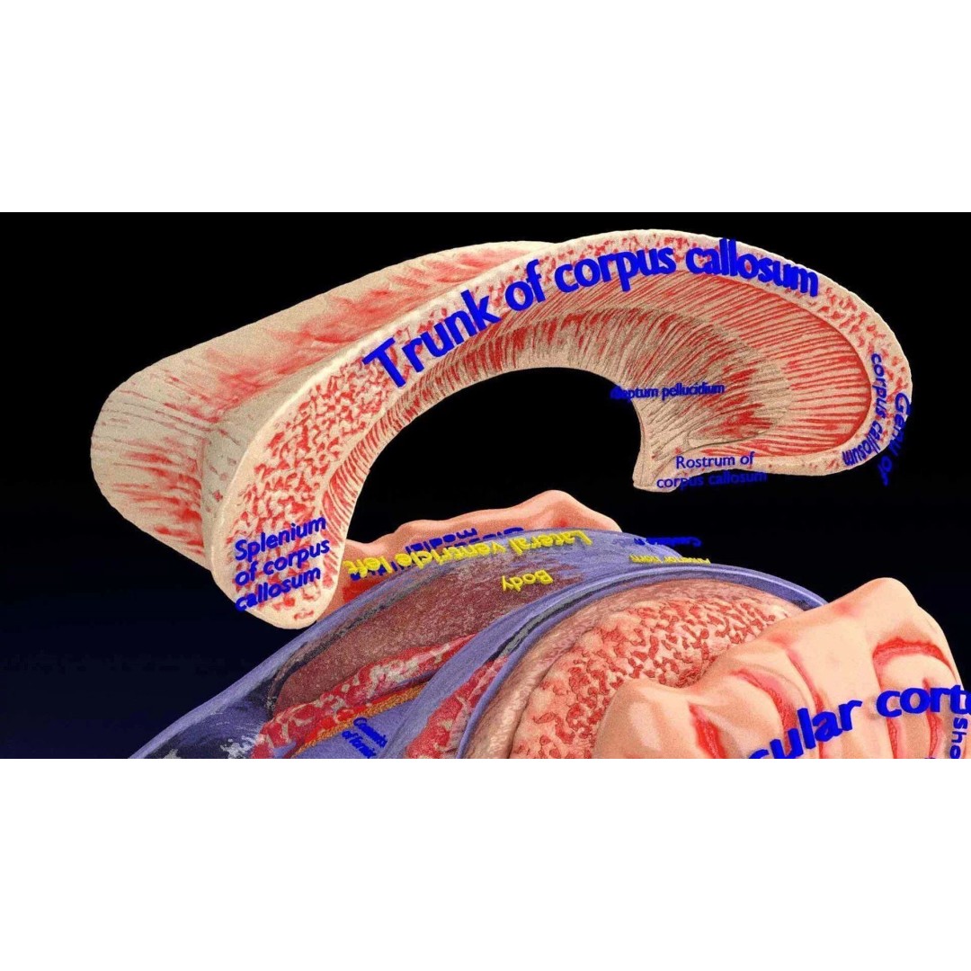 Central Nervous System 3D Model – Detailed Brain Anatomy, PBR Textures - View 72