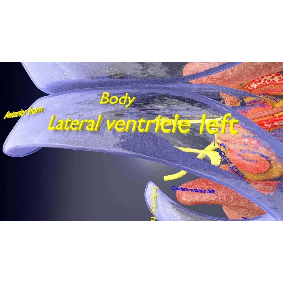 Central Nervous System 3D Model – Detailed Brain Anatomy, PBR Textures - View 74
