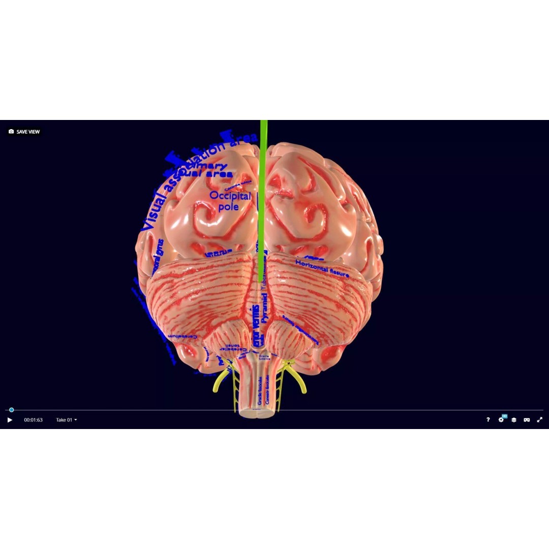 Central Nervous System 3D Model – Detailed Brain Anatomy, PBR Textures - View 75