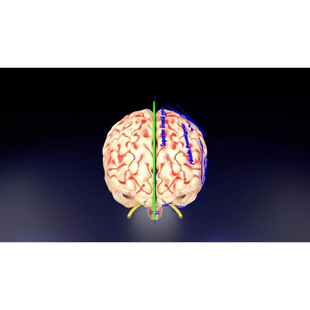 Central Nervous System 3D Model – Detailed Brain Anatomy, PBR Textures - View 76