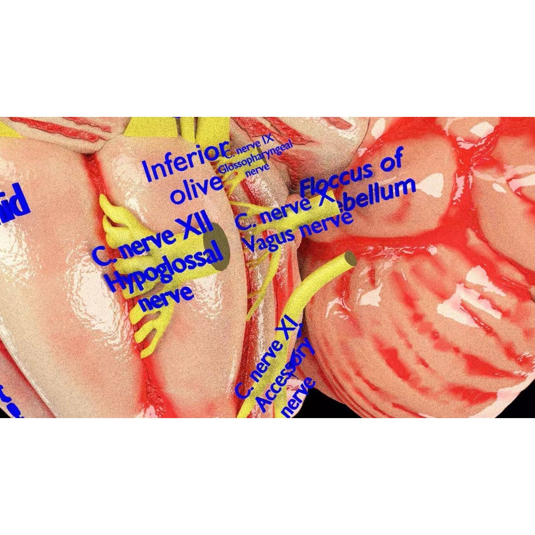 Central Nervous System 3D Model – Detailed Brain Anatomy, PBR Textures - View 8