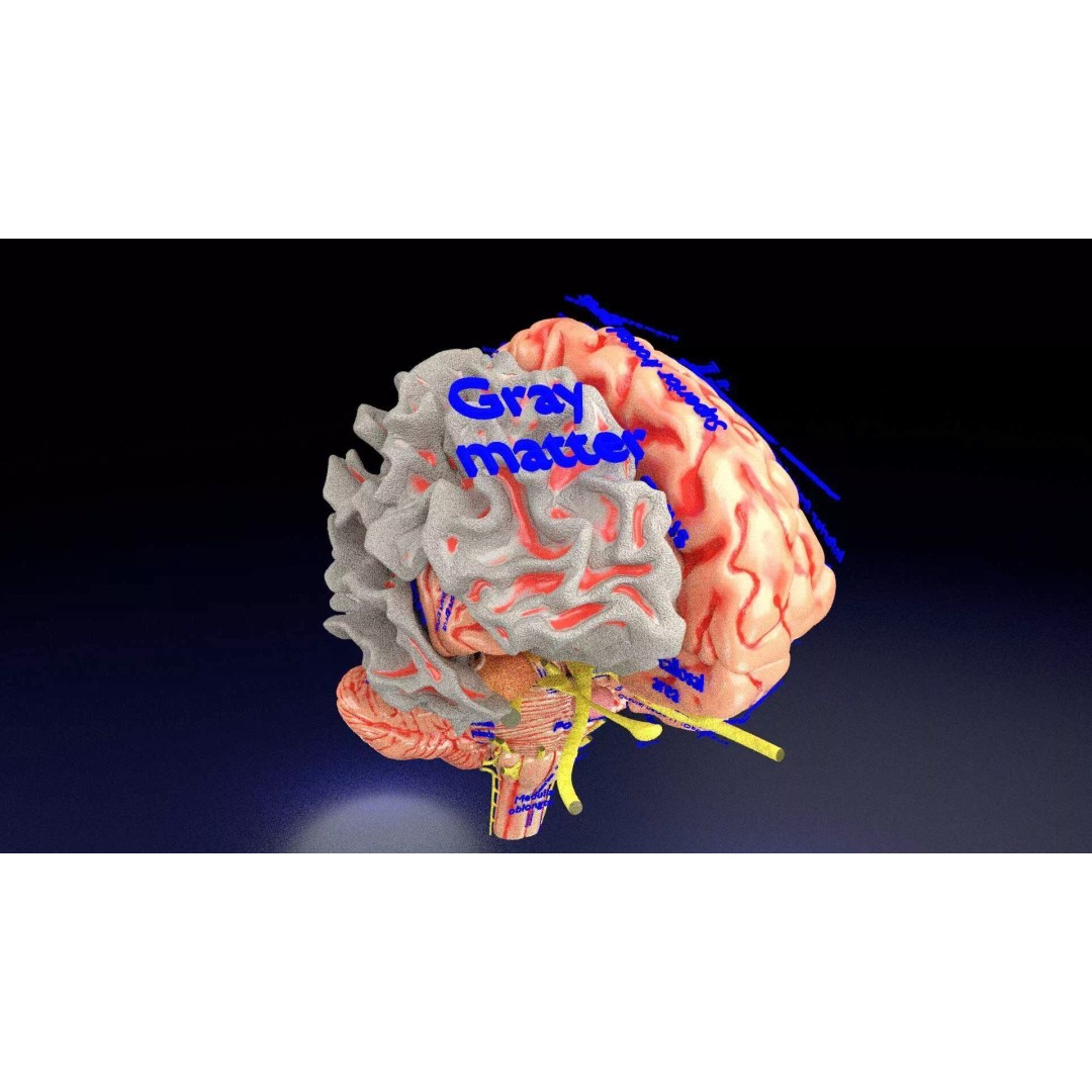 Central Nervous System 3D Model – Detailed Brain Anatomy, PBR Textures - View 9
