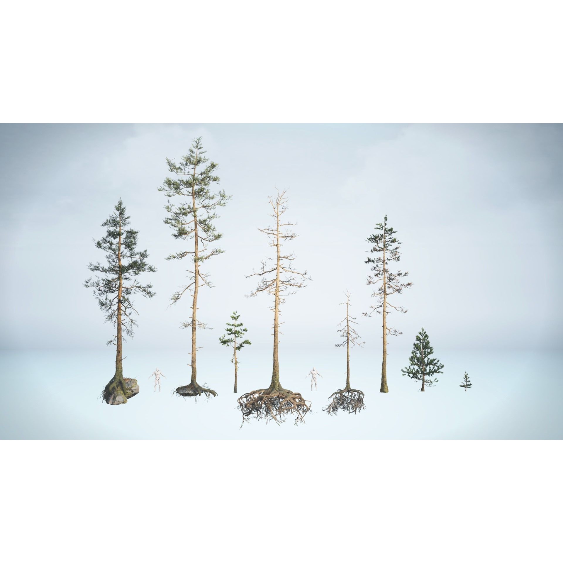 Rocky Pine Trees Forest Biome - Low-Poly Game-Ready 3D Model - View 10