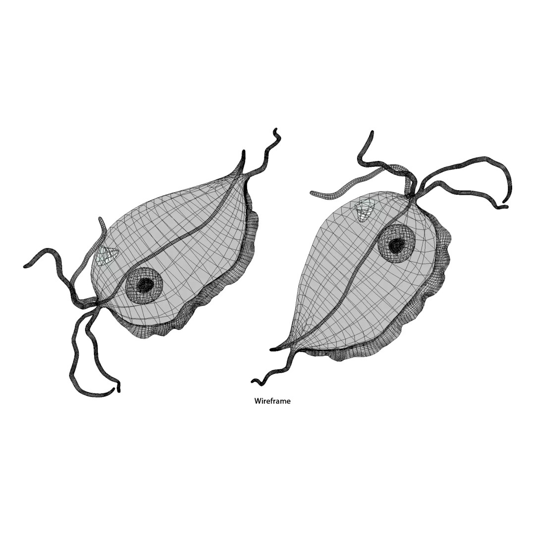 Trichomoniasis Disease 3D Model – PBR Optimized, FBX, OBJ, Blender