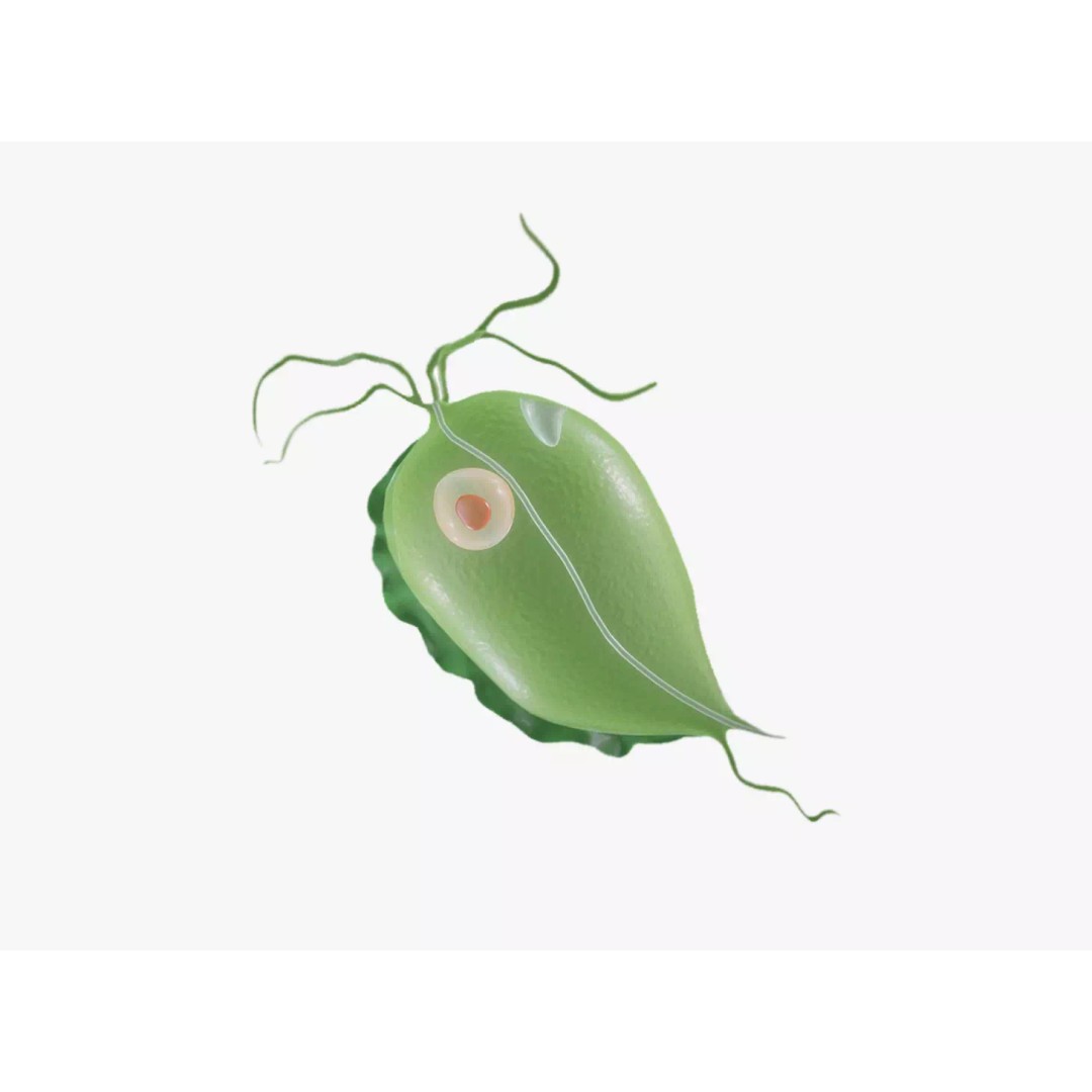 Trichomoniasis Disease 3D Model – PBR Optimized, FBX, OBJ, Blender - View 2