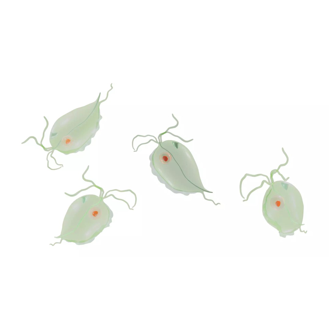Trichomoniasis Disease 3D Model – PBR Optimized, FBX, OBJ, Blender - View 3