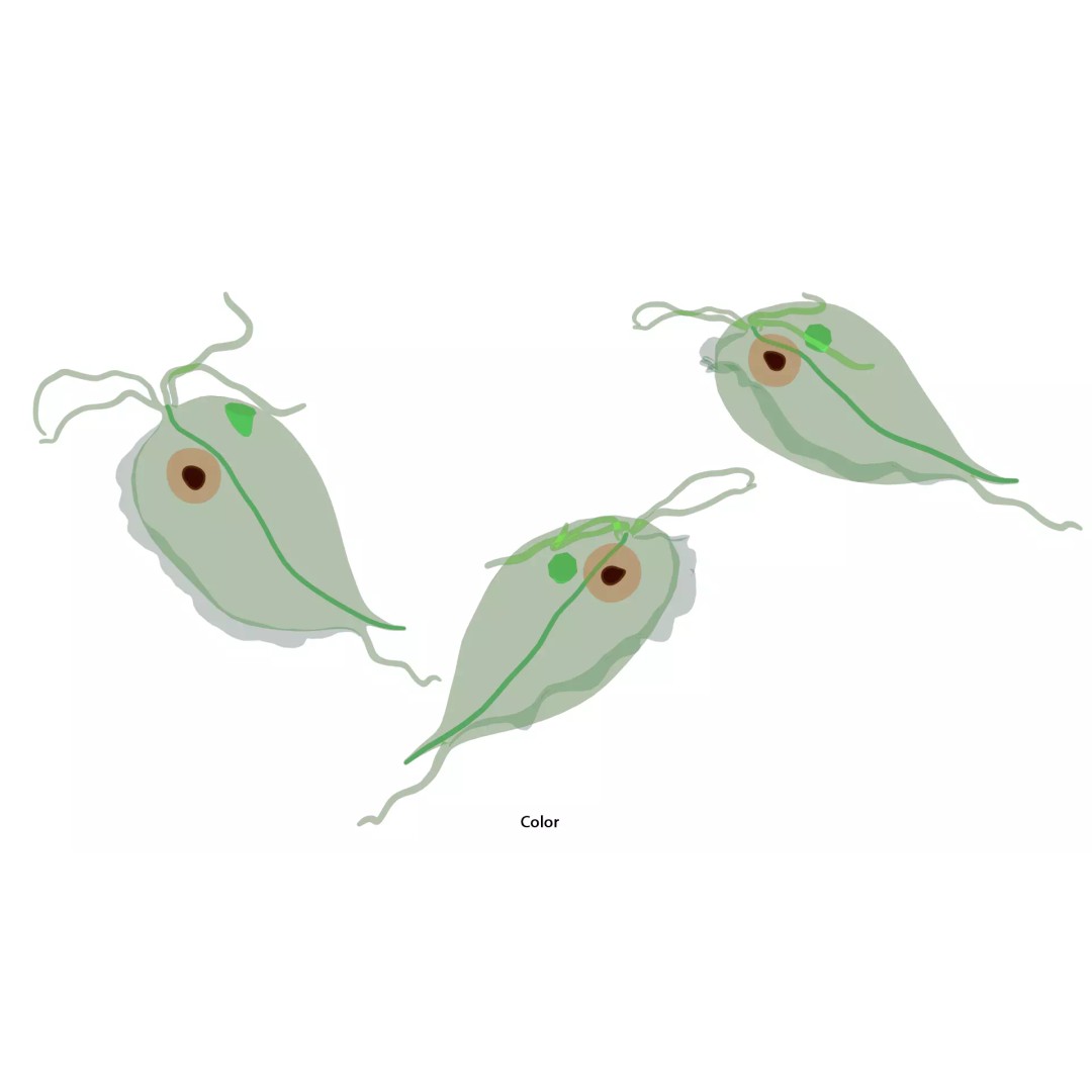 Trichomoniasis Disease 3D Model – PBR Optimized, FBX, OBJ, Blender - View 6