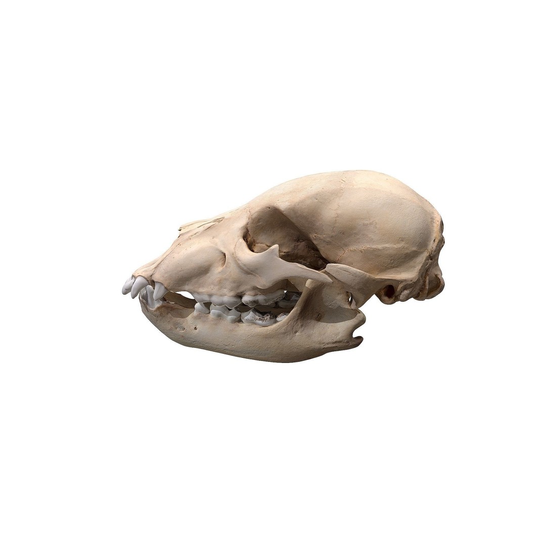 Bear Skull 3D Model – Low Poly Photogrammetry Asset, FBX, PBR - View 10