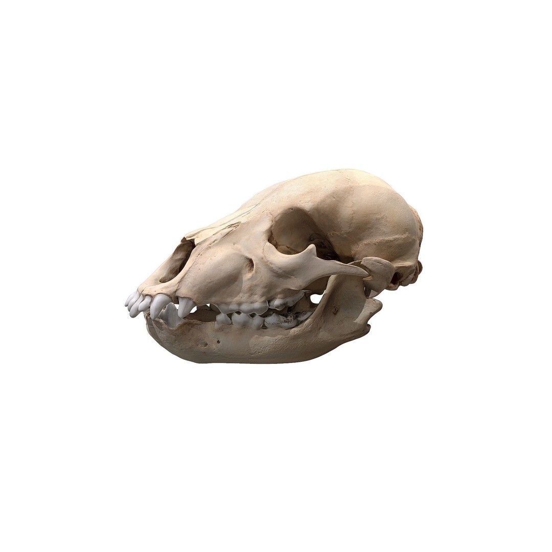 Bear Skull 3D Model – Low Poly Photogrammetry Asset, FBX, PBR - View 11