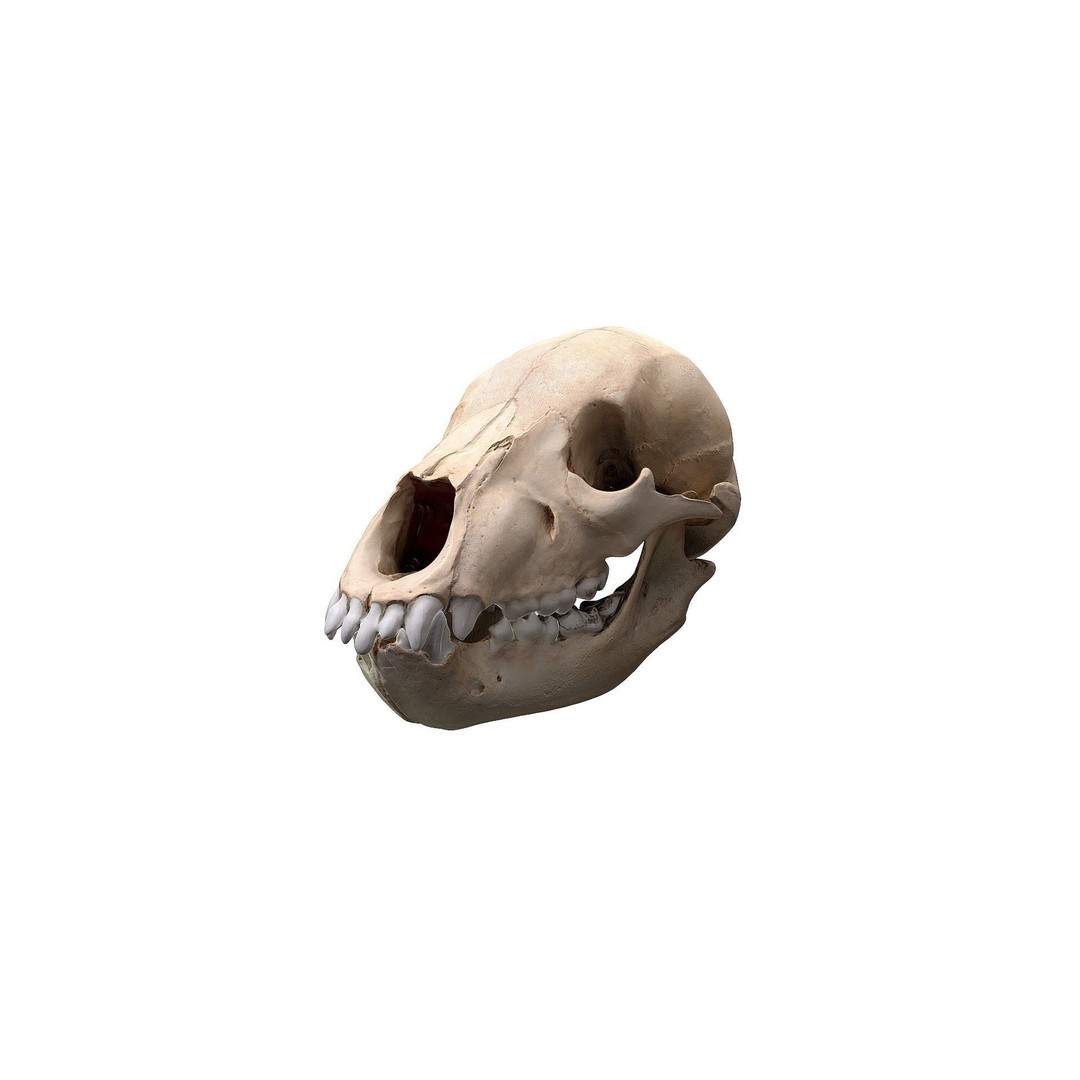 Bear Skull 3D Model – Low Poly Photogrammetry Asset, FBX, PBR - View 12