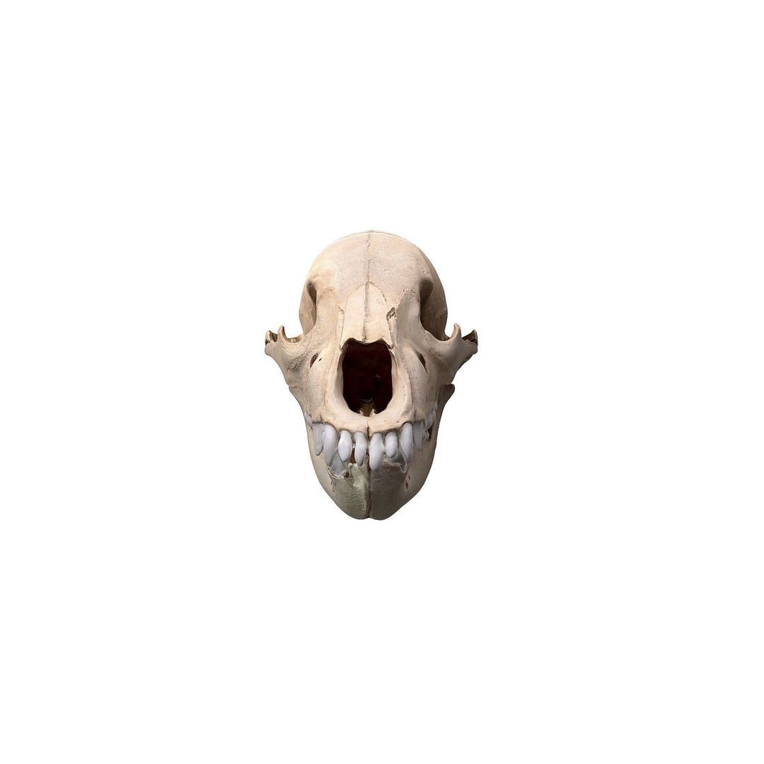 Bear Skull 3D Model – Low Poly Photogrammetry Asset, FBX, PBR - View 13