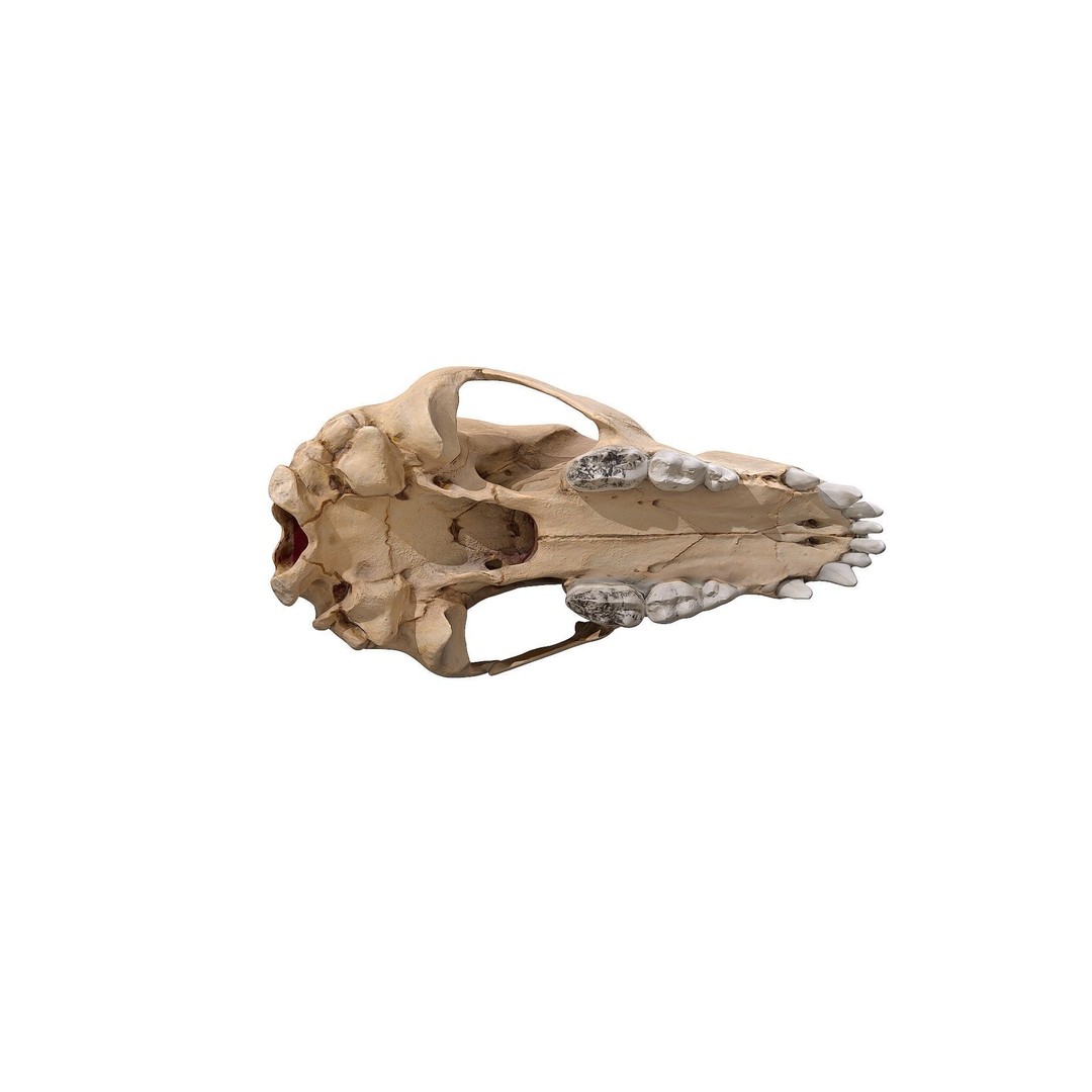 Bear Skull 3D Model – Low Poly Photogrammetry Asset, FBX, PBR - View 14