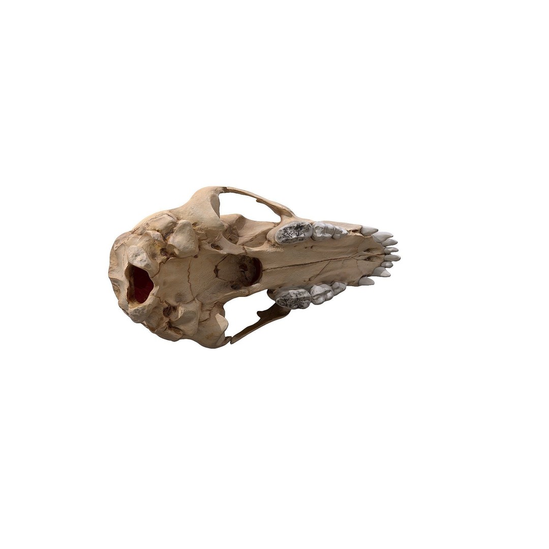 Bear Skull 3D Model – Low Poly Photogrammetry Asset, FBX, PBR - View 15