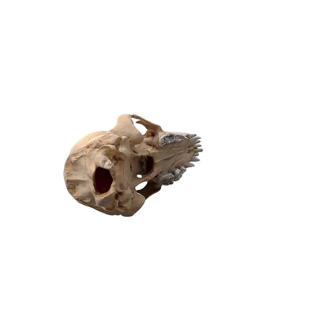 Bear Skull 3D Model – Low Poly Photogrammetry Asset, FBX, PBR - View 16