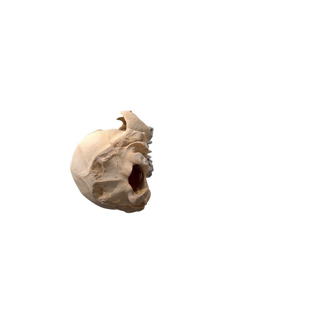 Bear Skull 3D Model – Low Poly Photogrammetry Asset, FBX, PBR - View 17