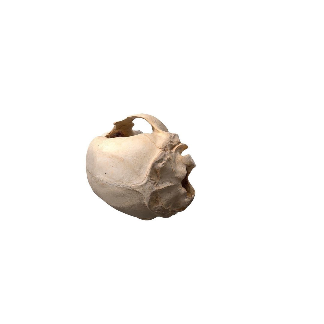 Bear Skull 3D Model – Low Poly Photogrammetry Asset, FBX, PBR - View 18