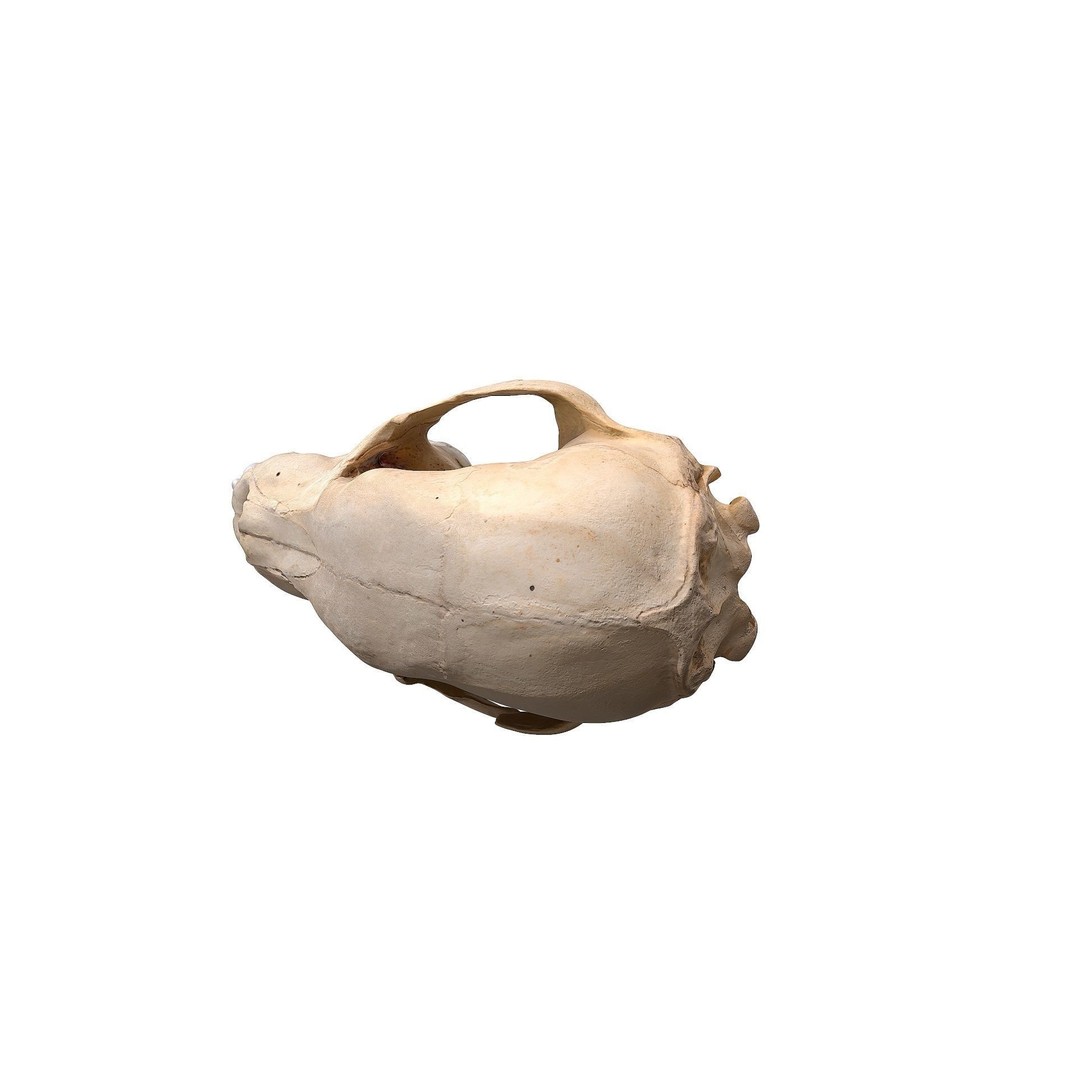 Bear Skull 3D Model – Low Poly Photogrammetry Asset, FBX, PBR - View 19