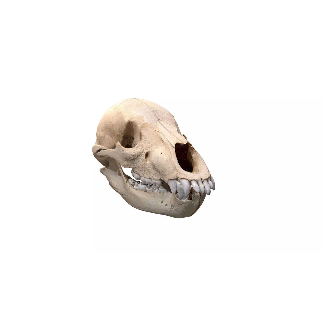 Bear Skull 3D Model – Low Poly Photogrammetry Asset, FBX, PBR - View 2