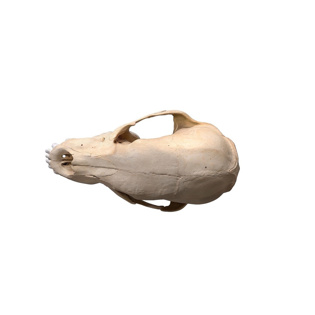 Bear Skull 3D Model – Low Poly Photogrammetry Asset, FBX, PBR - View 20