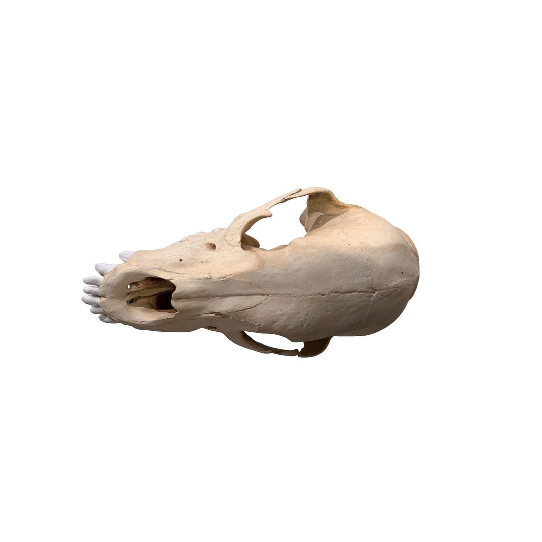 Bear Skull 3D Model – Low Poly Photogrammetry Asset, FBX, PBR - View 21