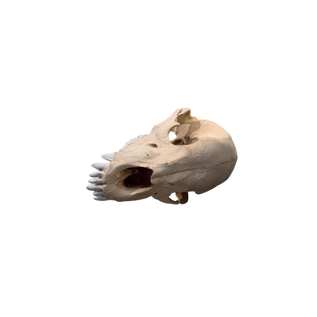 Bear Skull 3D Model – Low Poly Photogrammetry Asset, FBX, PBR - View 22