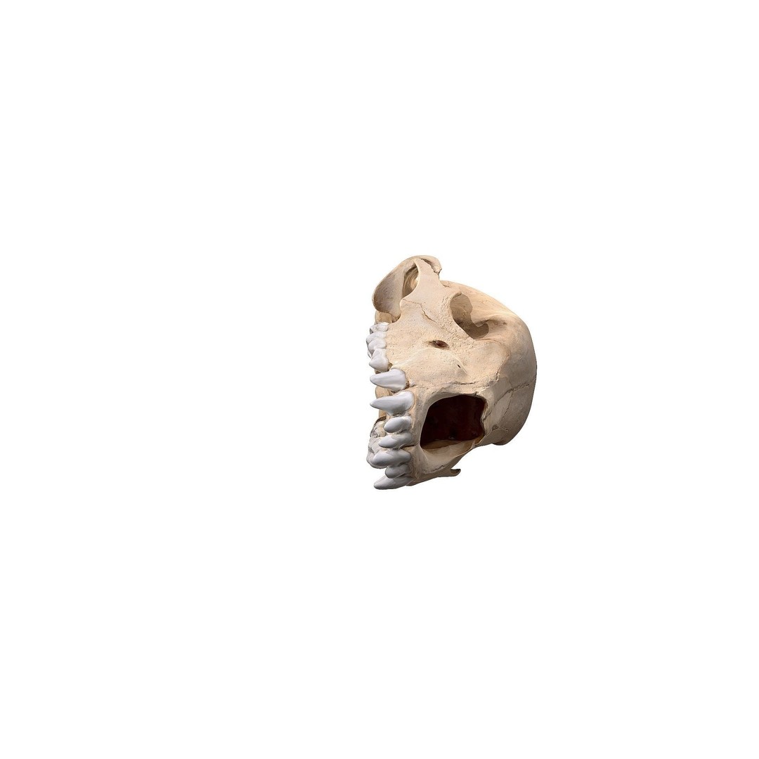 Bear Skull 3D Model – Low Poly Photogrammetry Asset, FBX, PBR - View 23