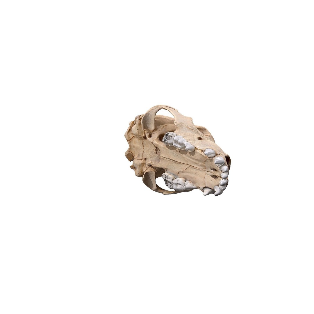 Bear Skull 3D Model – Low Poly Photogrammetry Asset, FBX, PBR - View 24